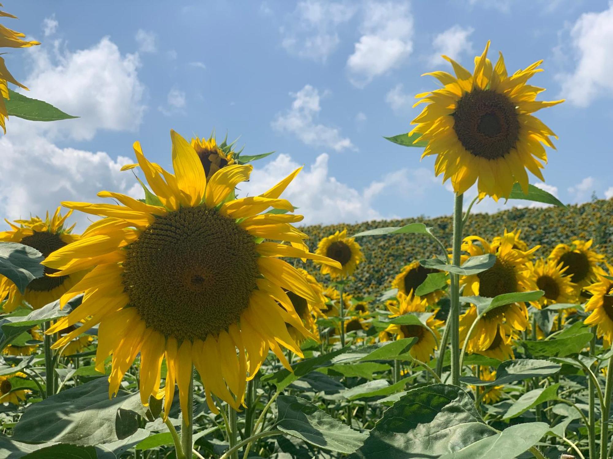 Gastronomic B&B Carlocarla Monte San Pietrangeli ภายนอก รูปภาพ